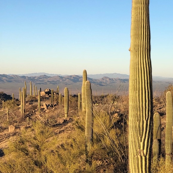 cactusgirl44
